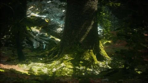 Old trees with lichen and moss in green forest Stock Illustration