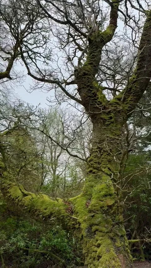 Old trees with moss in the forest, Kylemore Abbey, Ireland Stock Footage 314273405
