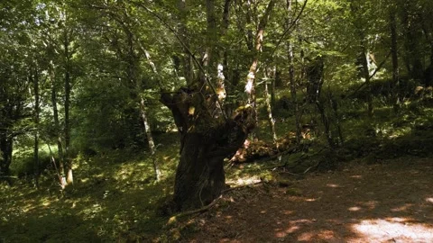 Old Trees With Mossy Covered Barks In Tropical Rainforest Stock Footage 284716267
