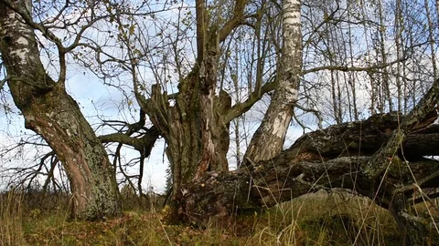 Old trees, one fallen Stock Footage 117898379