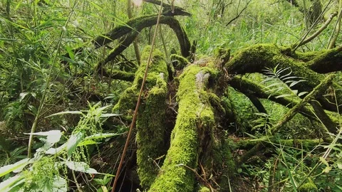 Old trees overgrown with moss Video stock 117167423