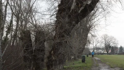 Old trees in the park. after the rain. athlete running 動画素材 146325804