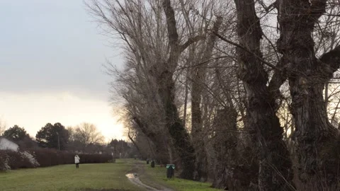 Old trees in the park. after the rain. 動画素材 146325817