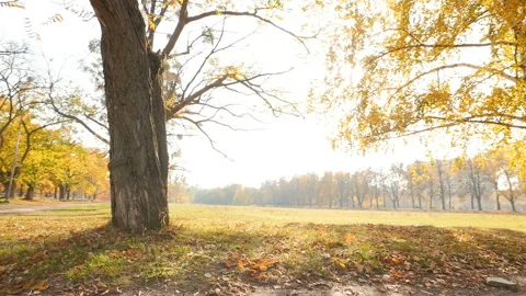Old trees in the park. The camera is in motion. The bright rays of the sun Stock Footage 120305583