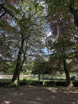 Old trees in a park with green and red leaves in a summer, blue sky Stock Photos