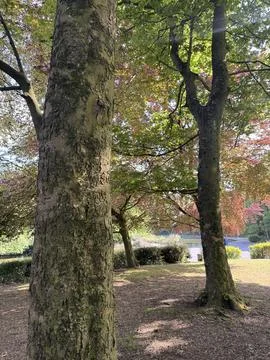 Old trees in a park with green and red leaves in a summer time Stock Photos
