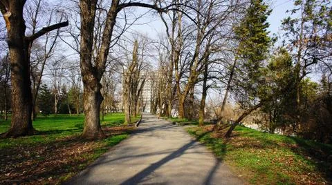 Old trees in the park. Stock Photos