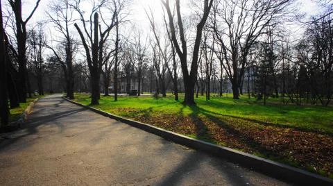 Old trees in the park. Stock Photos