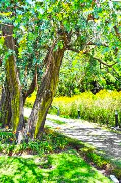 Old trees Stock Photos