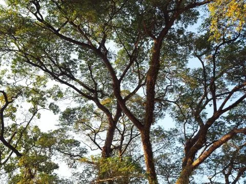 The Old Trees Stock Photos