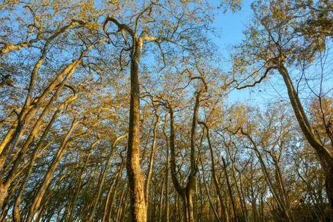 Old Trees Stock Photos