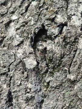 Old trees Stock Photos