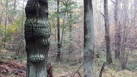 Old trees Stock-Fotos