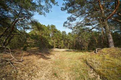 Old trees in a pine spring forest Stock Photos