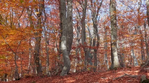 Old trees with roots on the ground Stock Footage 118704193