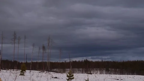 Old trees in siberian forest early spring. Stock Footage 269337690