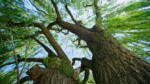 Old trees in the sun - collection Vídeo Stock 257909690