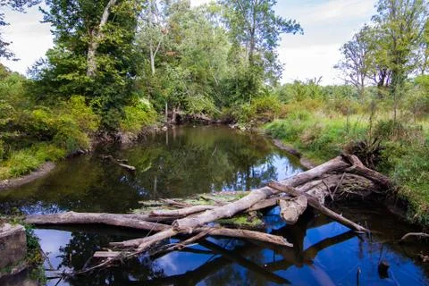 Old trees trunks lying in the water Stock Photos