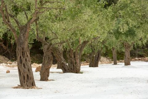 Old trees on white sand Stock Photos