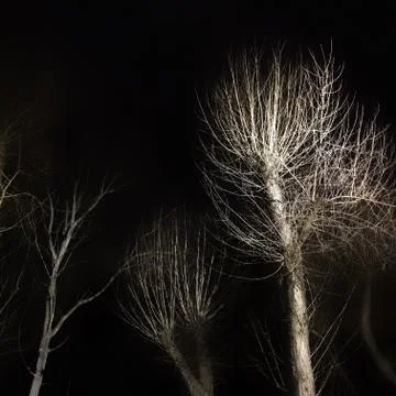 Old Trees Winter night Foto stock