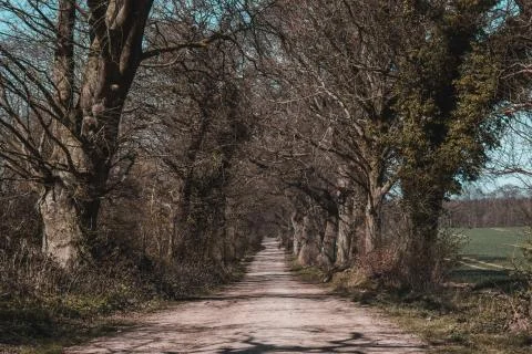 Old trees without leaves and field road Stock Photos