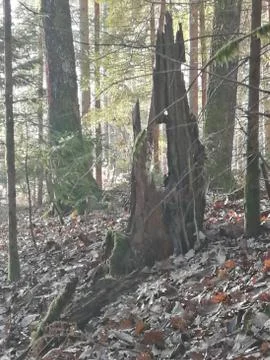 Old  treestunk from broken tree    visit felling 6. from 20 photos Stock Photos