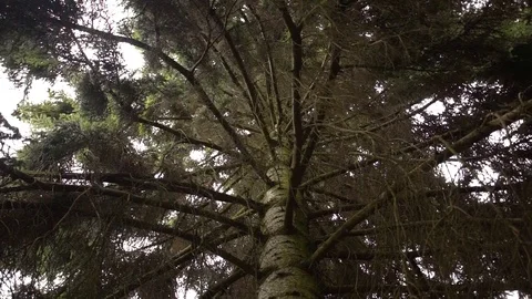 Old treetop tree   Stock Footage 111016693