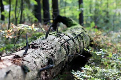 Old treetrunk decomposing Stock Photos