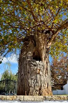 Old triee Stock Photos