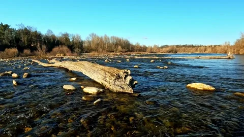 Old trunk abandoned by the current in the middle of the river Stock Footage 304813133