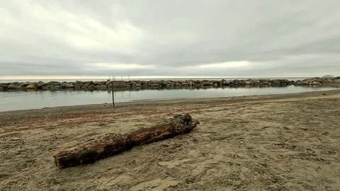Old trunk abandoned by the tide on the beach Stock Footage 309086402