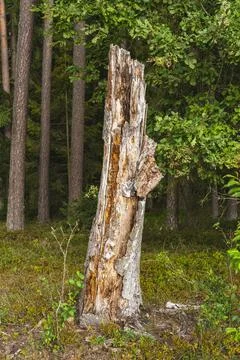 Old trunk of a broken tree in the forest Stock Photos