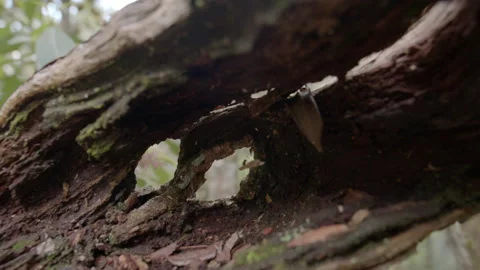 Old trunk closeup in a forest Video stock 156573830