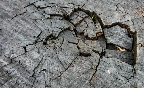 Old-trunk-cracks Stock Photos