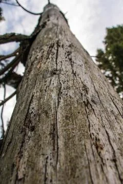 Old trunk dead Stock Photos