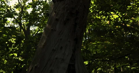 Old trunk of a dead tree in the forest, illuminated by summer sunshine Stock Footage 253654416