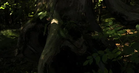 The old trunk of a dead tree in the forest, illuminated by summer sunshine Stock Footage 253655615