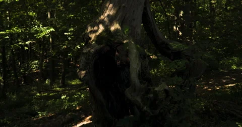 The old trunk of a dead tree in the forest, illuminated by summer sunshine Vídeos de archivo 253655824