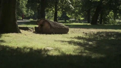 Old trunk in the forest at summer, wide shot Stock Footage 136759925