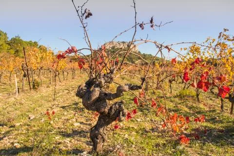 The old trunk of a grape bush Stock Photos