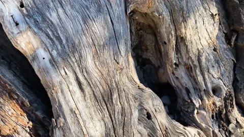 Old trunk of an olive tree. Close-up bark 스톡 동영상 145493646