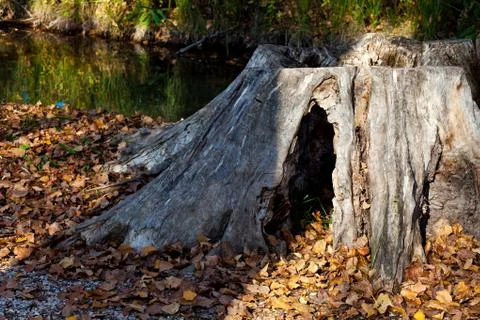 Old trunk Stock Photos
