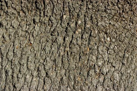 Old trunk 写真素材