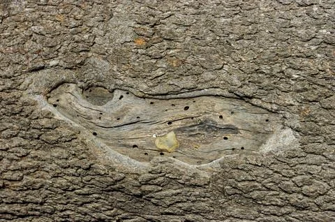 Old trunk Stock Photos