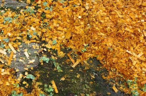 Old trunk Stock Photos