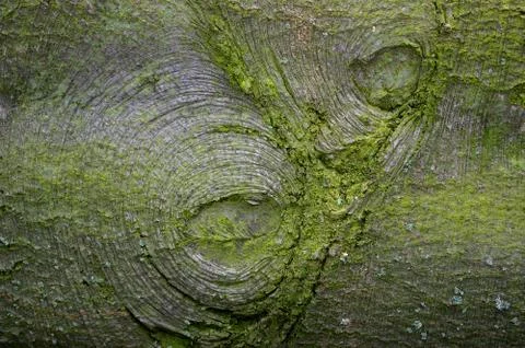 Old trunk. Stock Photos