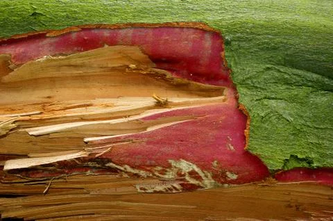Old trunk. Stock Photos
