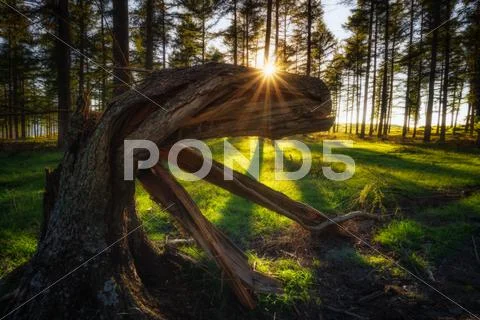Old trunk with scary shape Stock Photos