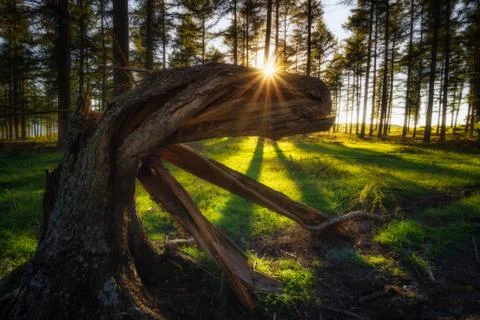 Old trunk with scary shape Stock Photos
