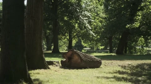 Old trunk in a summer forest, medium shot Stock Footage 136759940